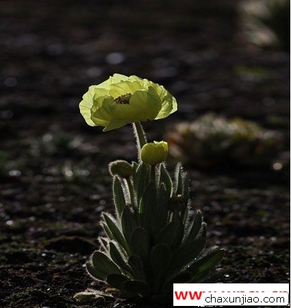 高原郁金香 - 高原郁金香花语 - 高原郁金香的花语