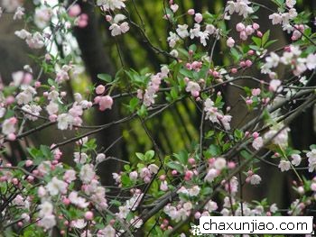 山樱花 - 山樱花花语 - 山樱花的花语