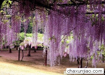 紫藤花 - 紫藤花花语 - 紫藤花的花语