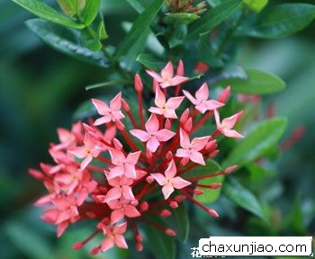 长寿花 - 长寿花花语 - 长寿花的花语