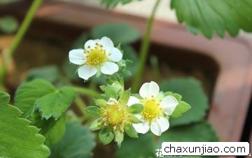 草莓花 - 草莓花花语 - 草莓花的花语