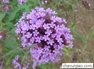 百里香 - 百里香花语 - 百里香的花语