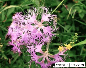 瞿麦 - 瞿麦花语 - 瞿麦的花语