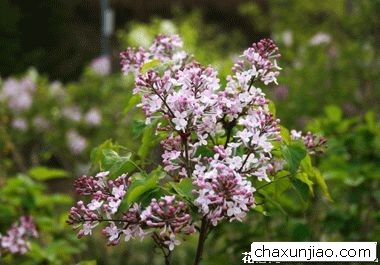 玉丁香 - 玉丁香花语 - 玉丁香的花语