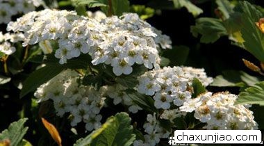 笑靥花 - 笑靥花花语 - 笑靥花的花语