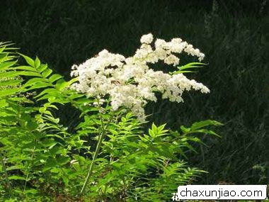 珍珠花 - 珍珠花花语 - 珍珠花的花语