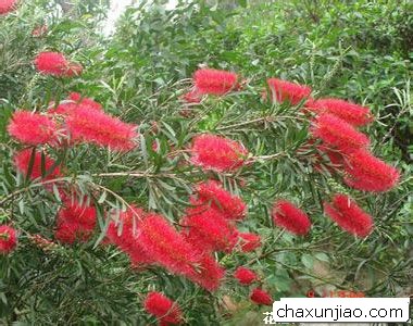 红千层 - 红千层花语 - 红千层的花语