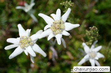 雪绒花（火绒草） - 雪绒花（火绒草）花语 - 雪绒花（火绒草）的花语