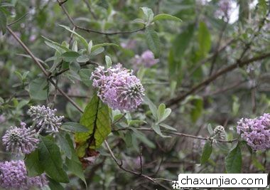 密蒙花 - 密蒙花花语 - 密蒙花的花语