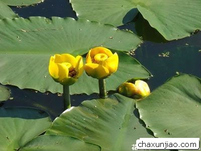 萍蓬草 - 萍蓬草花语 - 萍蓬草的花语