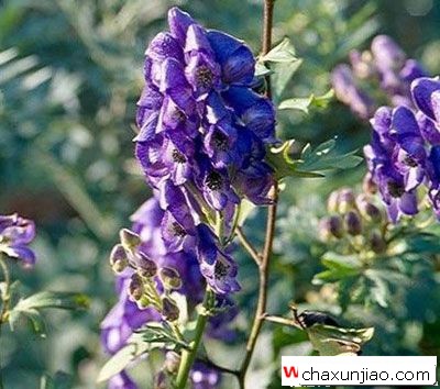 附子花 - 附子花花语 - 附子花的花语