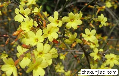 迎春花 - 迎春花花语 - 迎春花的花语