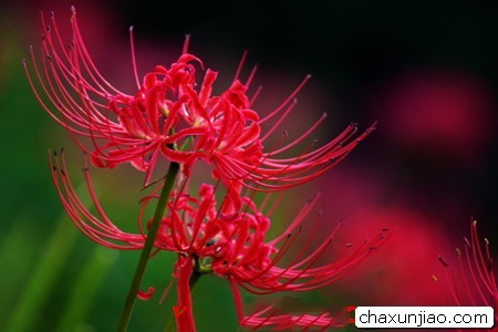 彼岸花 - 彼岸花花语 - 彼岸花的花语