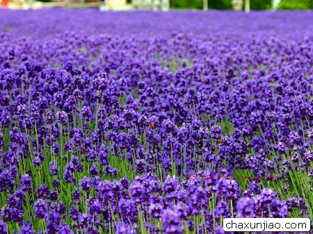 郁金香 - 郁金香花语 - 郁金香的花语