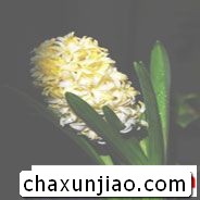 黄色风信子 - 黄色风信子花语 - 黄色风信子的花语