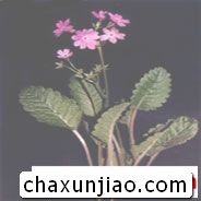 樱花草 - 樱花草花语 - 樱花草的花语