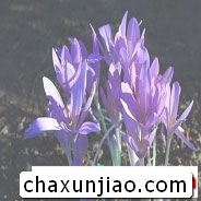 秋水仙 - 秋水仙花语 - 秋水仙的花语