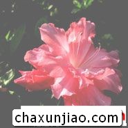 杜鹃花 - 杜鹃花花语 - 杜鹃花的花语