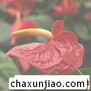 火鹤 - 火鹤花语 - 火鹤的花语