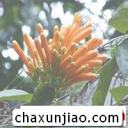 炮仗花 - 炮仗花花语 - 炮仗花的花语