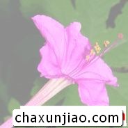 胭脂花 - 胭脂花花语 - 胭脂花的花语