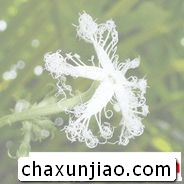 变色瓜 - 变色瓜花语 - 变色瓜的花语