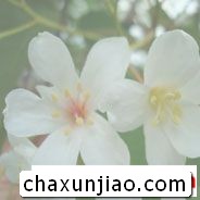 油桐花 - 油桐花花语 - 油桐花的花语