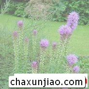 猫尾花（蛇鞭菊） - 猫尾花（蛇鞭菊）花语 - 猫尾花（蛇鞭菊）的花语