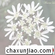 蕾丝花 - 蕾丝花花语 - 蕾丝花的花语