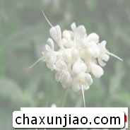 杜若花 - 杜若花花语 - 杜若花的花语