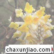 打结花（黄瑞香） - 打结花（黄瑞香）花语 - 打结花（黄瑞香）的花语