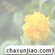 棣棠花 - 棣棠花花语 - 棣棠花的花语