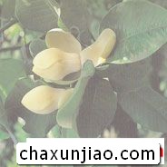 优昙花（山玉兰） - 优昙花（山玉兰）花语 - 优昙花（山玉兰）的花语