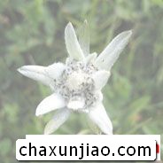 雪绒花（火绒草） - 雪绒花（火绒草）花语 - 雪绒花（火绒草）的花语