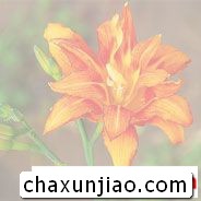 萱草（忘忧草） - 萱草（忘忧草）花语 - 萱草（忘忧草）的花语