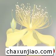 迎春花 - 迎春花花语 - 迎春花的花语