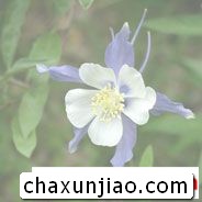 耧斗花（楼斗花） - 耧斗花（楼斗花）花语 - 耧斗花（楼斗花）的花语