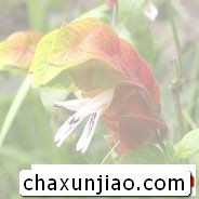 虾衣花（虾夷花） - 虾衣花（虾夷花）花语 - 虾衣花（虾夷花）的花语