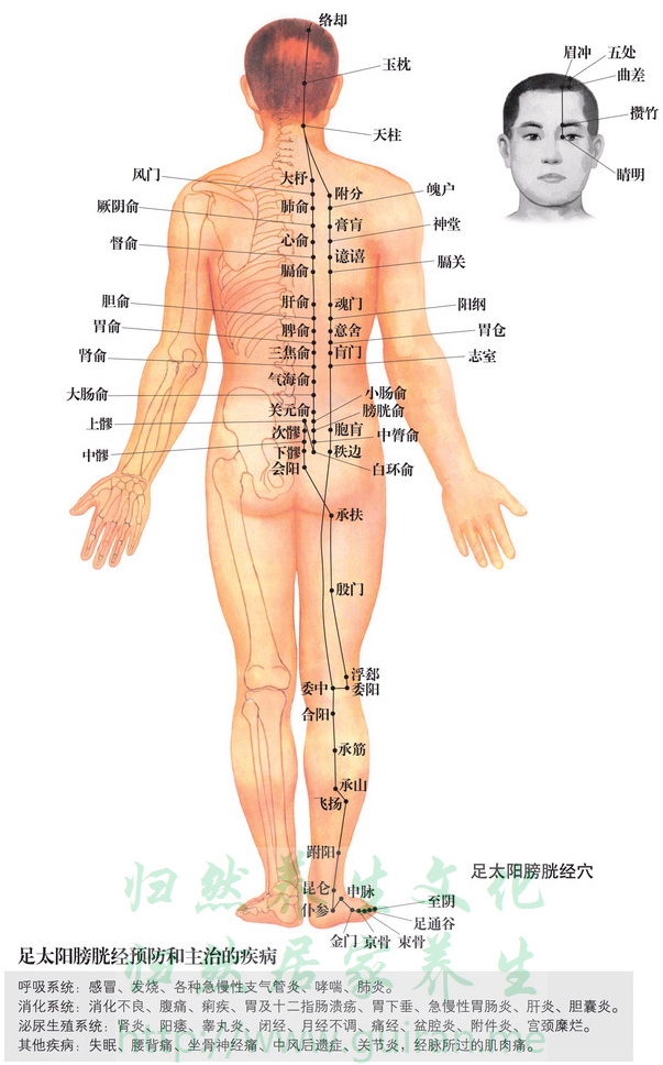 委阳穴 穴位图 小肠经 穴位查询