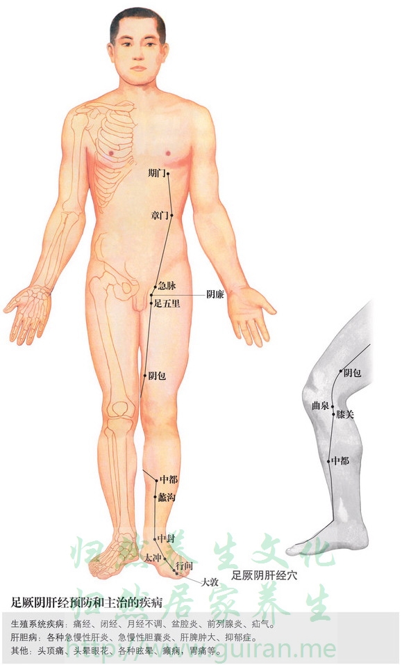 阴廉穴 穴位图 小肠经 穴位查询