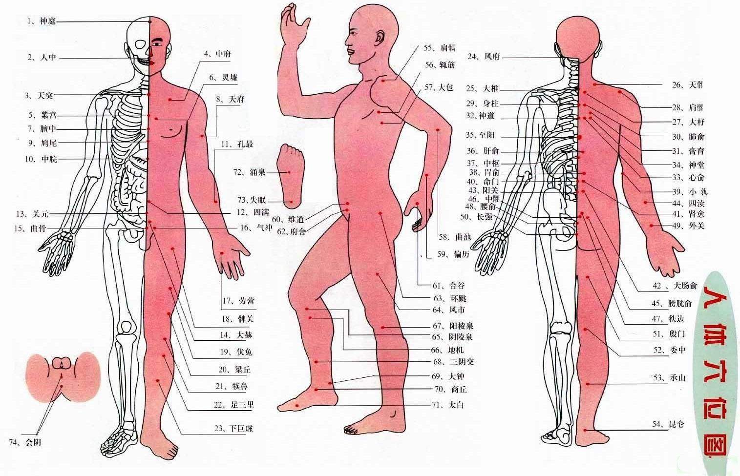 人体穴位图 - 穴位图 - 人体穴位位置图 - 穴位 - 人体穴位图解大全