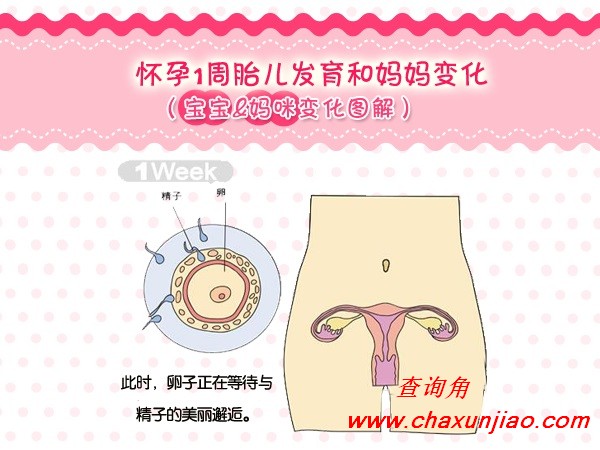 怀孕第1周胎儿发育图