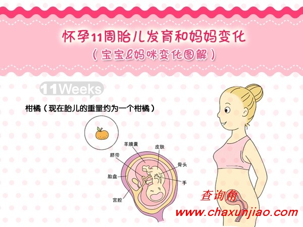 怀孕第11周胎儿发育图