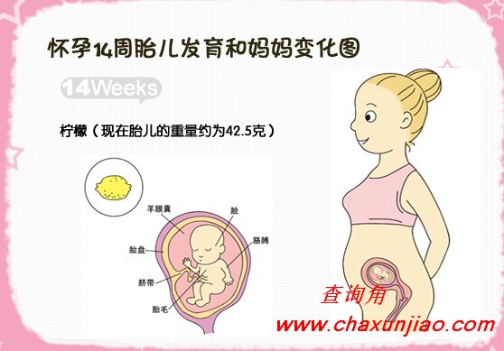 怀孕第14周胎儿发育图