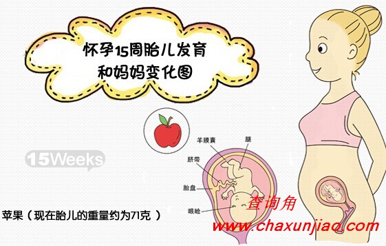 怀孕第15周胎儿发育图