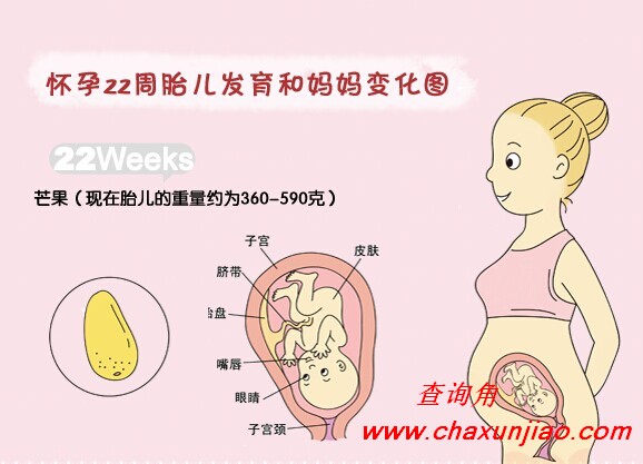 怀孕第22周胎儿发育图