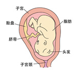 怀孕25周