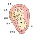 怀孕29周