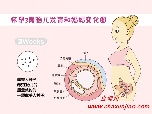 怀孕第3周胎儿发育图