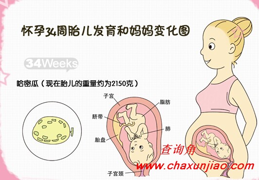 怀孕第34周胎儿发育图